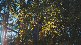 the sun shines through the foliage of birch. Seen blue sky. Foliage illuminated by sunlight.