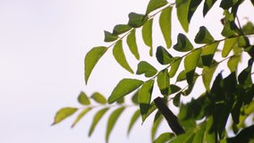 Beautiful green leaf with wind blowing slowly on white sky background - Footage