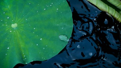 Hydrophobic Stock Video Footage 4k And Hd Video Clips Shutterstock Hydrophobic Stock Video Footage 4k And Hd Video Clips Shutterstock