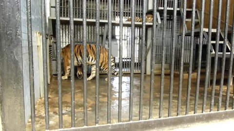 the tiger roars in a cage