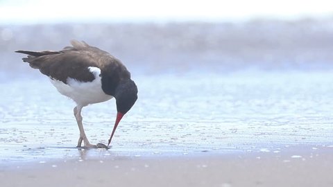 American oystercatcher (Haematopus palliatus), an example found on the shore of the beach looking for its food