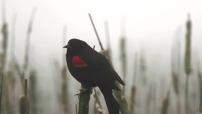American Red Winged Black Bird perched on cat tails covered in fog. Washington, USA. Close up Slow Motion 1080p HD
