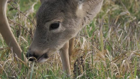 White Tailed Deer close up portrait head shot eating grass low angle. Slow Motion 1080p HD. Washington, USA