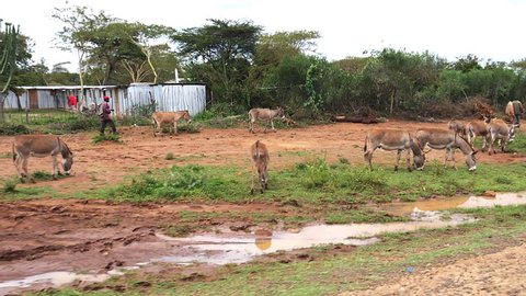 Nairobi, Kenya, 09/15/2018, Village on the Road from Nairobi to Tsavo Park, Herd of Donkeys, Kenya, Slow Motion