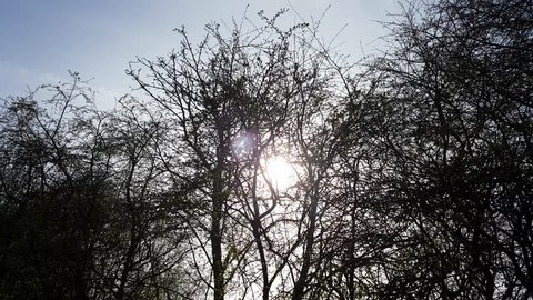 Passing along winterised (Abscission) trees on a bright winter day. The Sun shines through the trees branches.