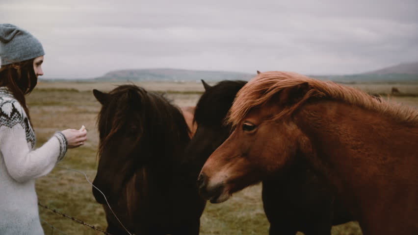 Young happy woman in lopacea sweater feeding Icelandic horses with bread and stroking they. Farm animals. | Shutterstock HD Video #1023653065
