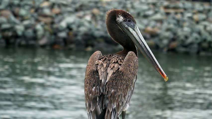 4k Juvenile Brown Pelican looking to the Camera on Ocean and Stones Background. Close Up Portrait.