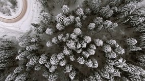 Aerial footage of snowy coniferous forest and wandering serpentine road in winter, shot vertically from birds eye top view
