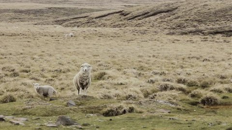 Sheep on a Hill in East Falkland, Falkland Islands (Islas Malvinas), South Atlantic Ocean.