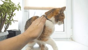 man hand stroking the tricolor cat. slow lifestyle motion video. tricolor cat pet concept