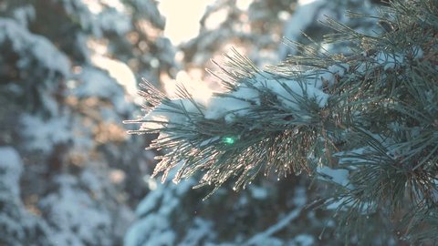 pine tree branch sunlight glare winter landscape during sunset. winter pine the sun forest in the snow sunlight movement. frozen frost Christmas New Year tree. concept new lifestyle year winter . slow