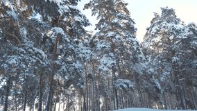 winter lifestyle pine the sun forest in the snow sunlight movement. frozen frost Christmas New Year tree. concept new year winter . slow motion video. Pine trees covered with snow . Magic holiday