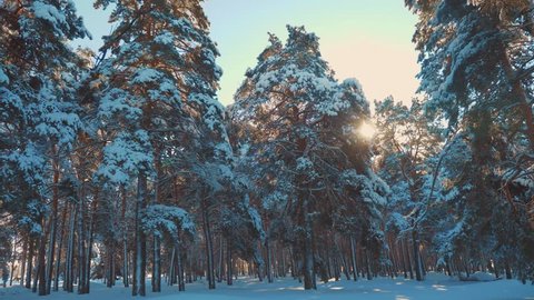 Fantastic winter landscape during sunset. winter pine the sun forest in the snow sunlight movement. frozen frost Christmas New Year tree. concept new year winter . lifestyle slow motion video. Pine