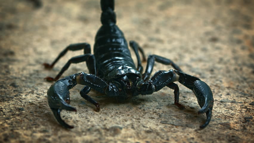 Menacing Asian forest scorpion (Heterometrus) close up. Video 4k with natural sound