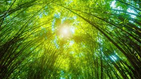 Perspective shot of the sun shining through towering stands of bamboo in Thailand. Asia. 4k stock footage with natural sound