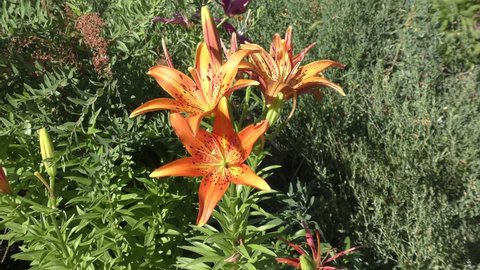 Tiger Lily or Lily lance-leaved in the summer garden