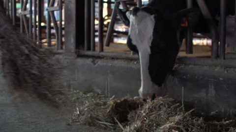 Slow Motion of dairy farmer cleaning a modern stable with a wooden broom, while cow is eating. Worker cleaning floor at stabling, feeding beasts at the cow farm. Feed domestic bovine with grass-Dan