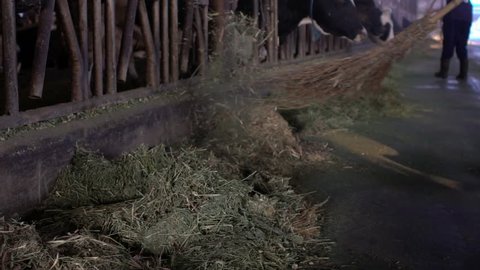 Slow Motion of dairy farmer cleaning a modern stable with a wooden broom, while cows is eating. Worker cleaning floor at stabling, feeding beasts at the cow farm. Feed domestic bovine with grass-Dan