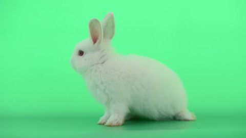 Little white bunny rabbit stand and then lie down look sleepy on green screen background. Concept of happy life of Easter signature animal.