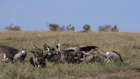 African White Backed Vulture, gyps africanus, Ruppell's Vulture, gyps rueppelli, Group eating on Carcass, Masai Mara Park in Kenya, slow motion