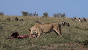 African Lion, panthera leo, Female with a Kill, Vultures, Black-backed jackal ,Masai Mara Park in Kenya, slow motion