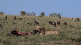 African Lion, panthera leo, Female with a Kill, Vultures, Masai Mara Park in Kenya, slow motion