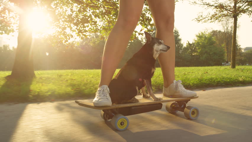 SLOW MOTION SUN FLARE CLOSE UP: Cute puppy calmly cruising on the longboard with cool skateboarder girl riding through the golden lit park. Unrecognizable woman riding her e-skateboard with her dog. | Shutterstock HD Video #1023688618