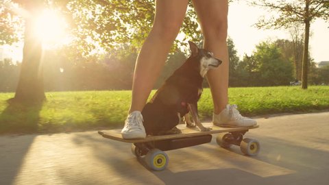 SLOW MOTION SUN FLARE CLOSE UP: Cute puppy calmly cruising on the longboard with cool skateboarder girl riding through the golden lit park. Unrecognizable woman riding her e-skateboard with her dog.