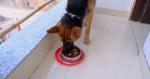 German Shepherd Dog Eating Dog Food on Floor from his Bowl, Healthy food for adult dog