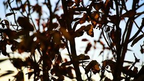 Tree branches with colorful foliage seen during an autumn sunset