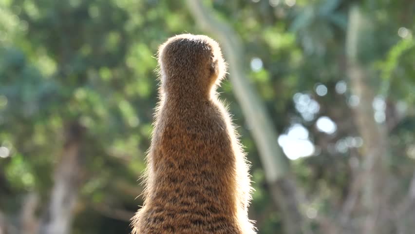 Bio Park in the city of Valencia Spain. 10.10.2017. Sunny day allows you to enjoy the pleasant observation of animals. Meerkat.