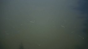 Fish swims in dirty water. Ecological theme. Pollution of nature. Stock video