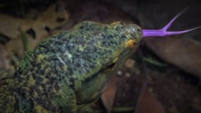 This close up top view video shows a colorful komodo dragon sticking out it's tongue.
