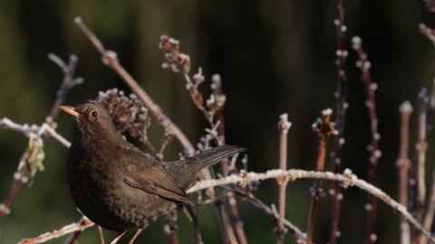 Blackbird Female Song Bird On Frost Covered Twigs, Bokeh Dark Background, Sunny Winter Day.
