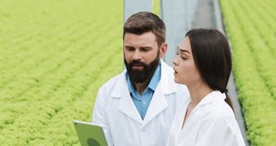 Hydroponics method of growing salad in greenhouse. Two lab assistants examine verdant plant growing. Agricultural industry