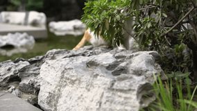 Beautiful red cat walks near the lake and bushes. Domestic fish on stones and cobblestones. Cute cub in the park is looking for prey. Stock video