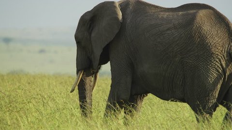 Masai Mara, Kenya - March, 2018: Elephant eating grass, Africa.