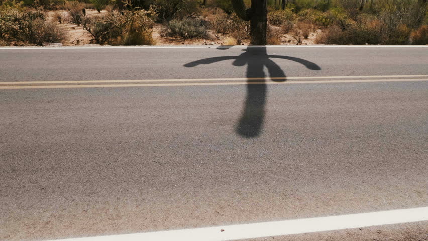 Camera slowly tilts up near empty desert road to reveal giant Saguaro cactus growing under stormy summer sky in Arizona.
