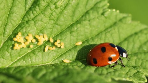 Coccinella septempunctata (seven-spot ladybird) on green leaf with eggs. FullHD stock footage with natural sound