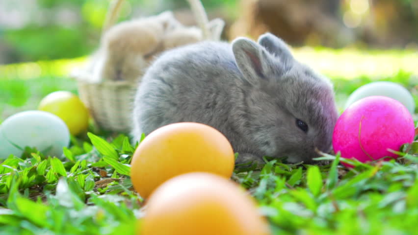 Adorable little brown easter bunny holland lop eating a grass, at near Easter eggs. Close up shot, slow motion Royalty-Free Stock Footage #1023723478