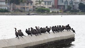 HD Video of many double crested cormorants perching on a concrete wall in the San Francisco bay. The double-crested cormorant is found near rivers and lakes and along the coastline. 