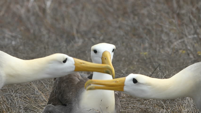 Galapagos Albatross aka Waved albatrosses mating dance courtship ritual on Espanola Island, Galapagos Islands, Ecuador. The Waved Albatross is an critically endangered species endemic to Galapagos. Royalty-Free Stock Footage #1023725269
