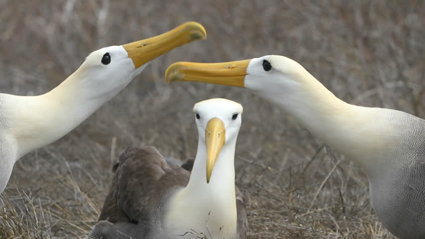 Shutterstock video thumbnail