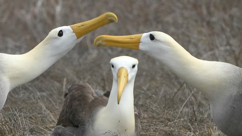 Galapagos Albatross aka Waved albatrosses mating dance courtship ritual on Espanola Island, Galapagos Islands, Ecuador. The Waved Albatross is an critically endangered species endemic to Galapagos.