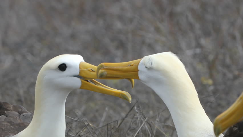 Galapagos Albatross aka Waved albatrosses mating dance courtship ritual on Espanola Island, Galapagos Islands, Ecuador. The Waved Albatross is an critically endangered species endemic to Galapagos. Royalty-Free Stock Footage #1023725272