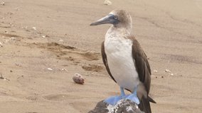 Blue-footed Booby - Iconic and famous galapagos animals and wildlife. Blue footed boobies are native to the Galapagos Islands, Ecuador, South America.