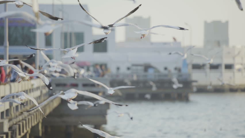 Slow motion, Many seagulls fly slowly in the sky above the sea.