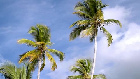 Palm trees waving in caribbean wind - Tropical destination - Exotic vacations concept