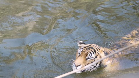 The tigers hunt for prey, leaping towards the victim in the water.