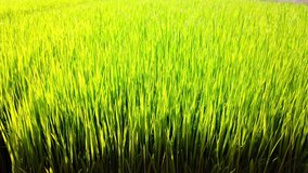 Rice field, Rice sprout seedings farm or paddy field, 4k ultra HD slow motion.